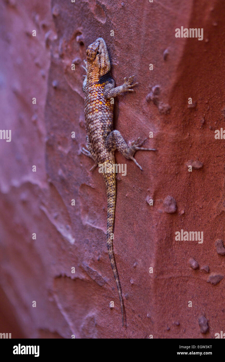 Desert Spiny Lizard (magister di Sceloporo) che sale su una parete in un canyon di slot, Utah Foto Stock