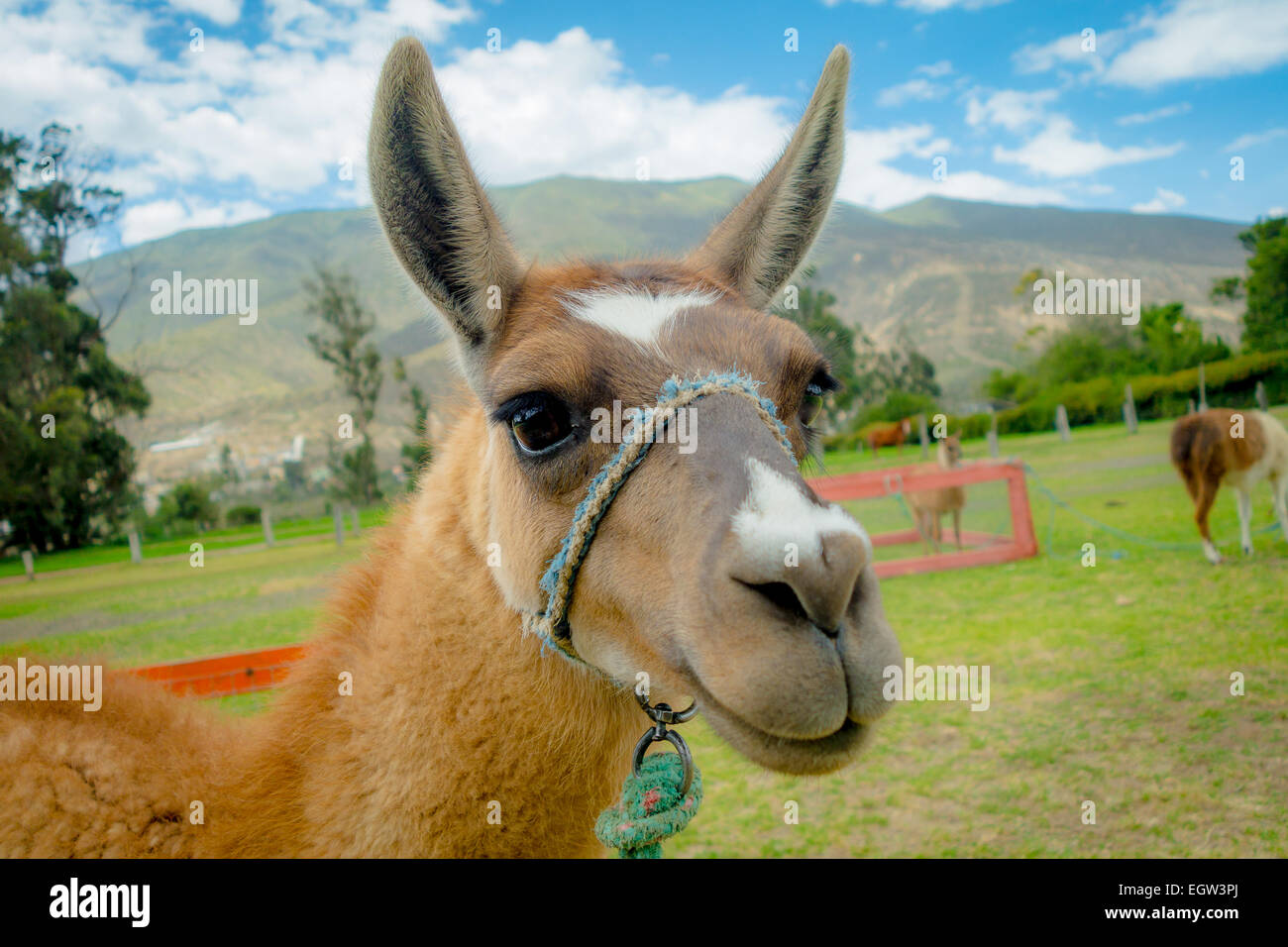 Closeup ritratto di carino llama Foto Stock