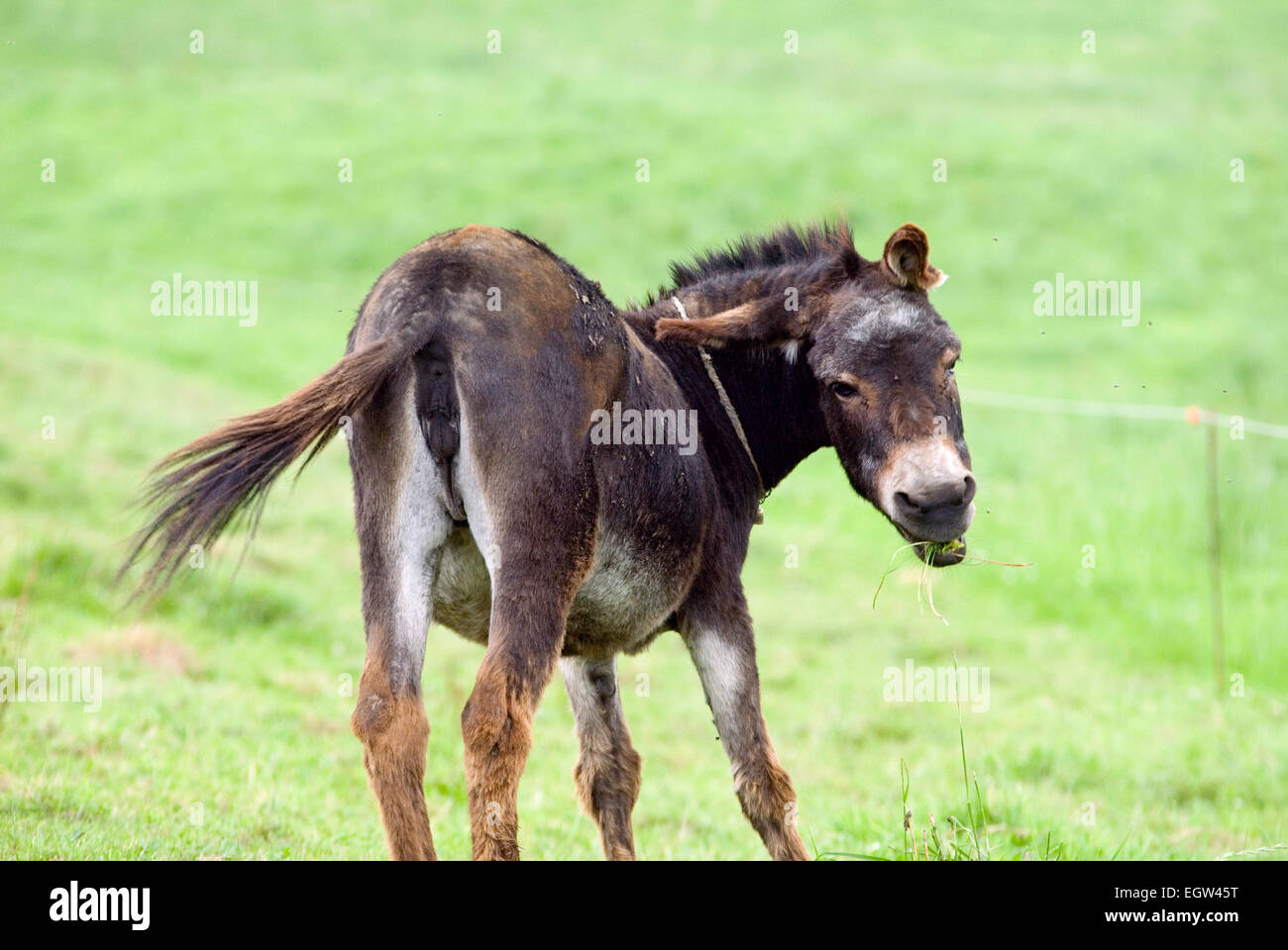 Asino (Equus asinus) su gras Foto Stock