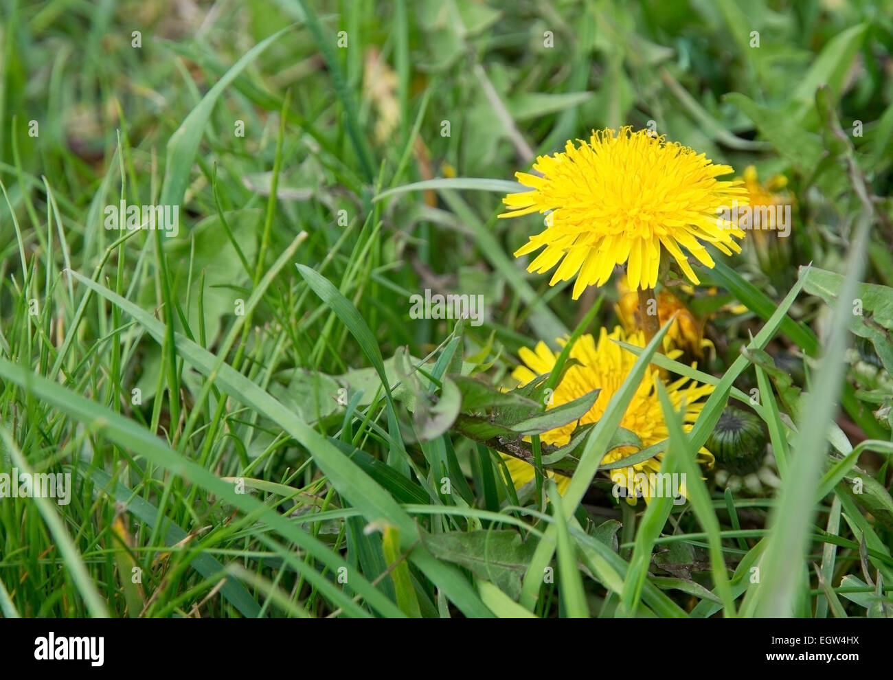 Fiore di tarassaco infestante in erba verde in maggio, Svezia. Foto Stock