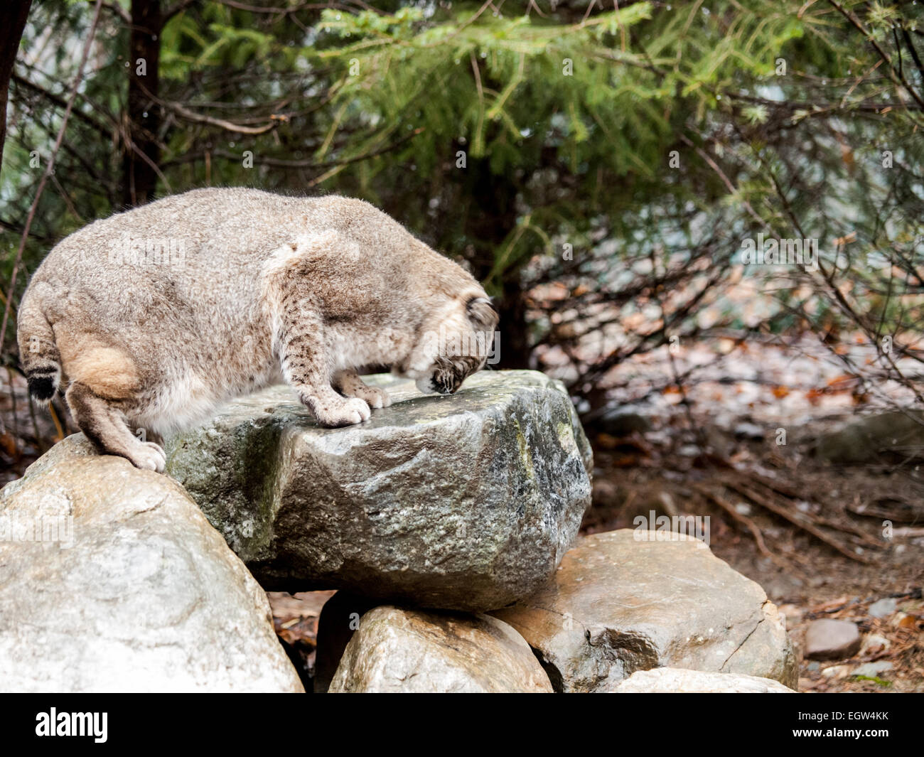 Bobcat (Lynx rufus) è un North American mammifero del gatto famiglia Felidae Foto Stock