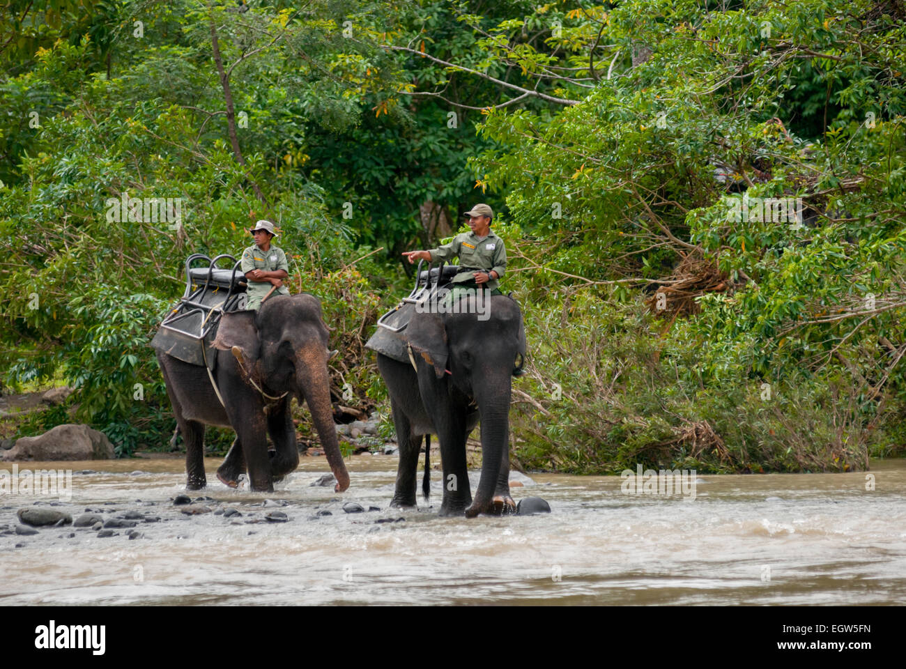 I Rangers del Parco Nazionale di Gunung Leuser stanno cavalcando elefanti di Sumatran su un fiume vicino a Tangkahan, Langkat, Sumatra Nord, Indonesia. Foto Stock