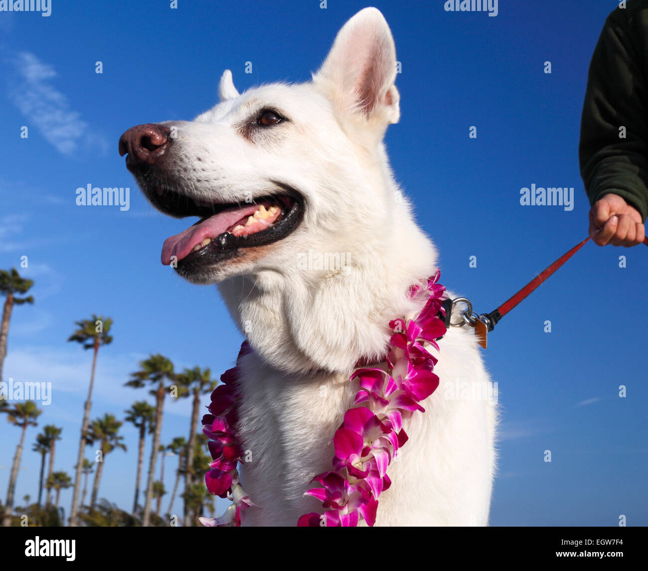 Cane che indossa lei alla passerella sulla spiaggia di Santa Monica, California Foto Stock