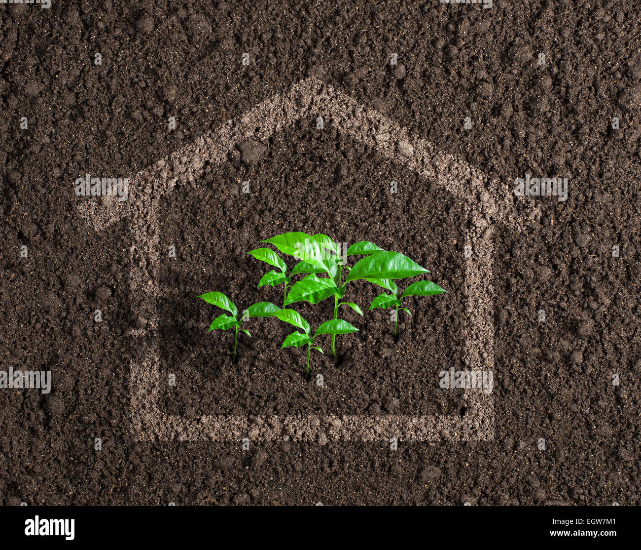 Vivere ecologico casa concetto crescente Foto Stock
