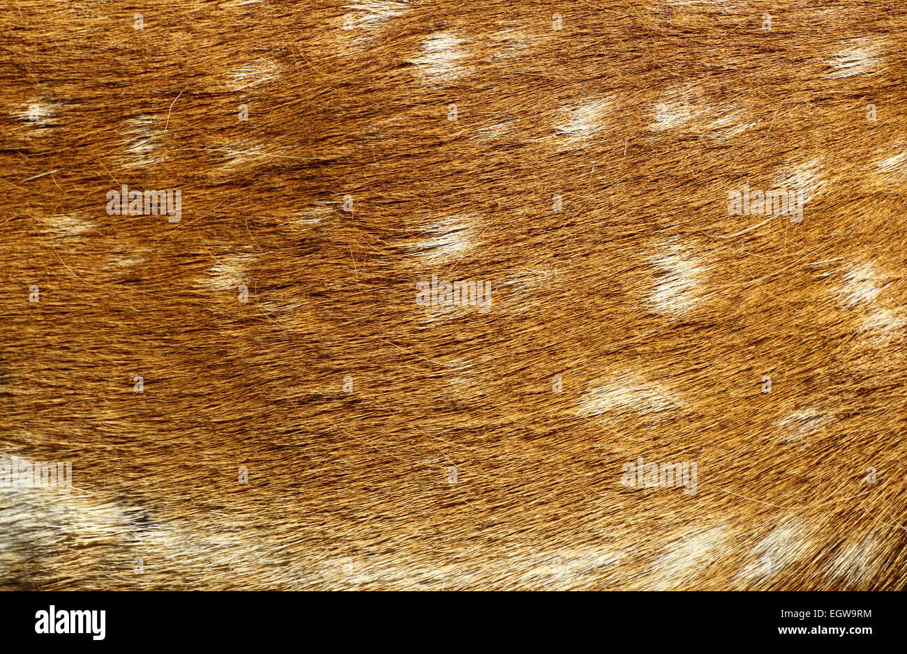 Daini fur pattern con molte macchie bianche Foto Stock