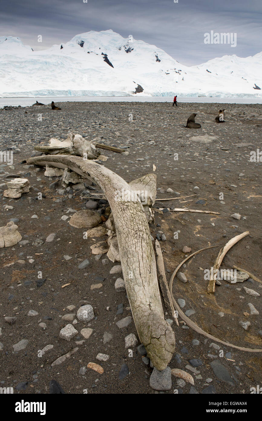 L'Antartide, Half Moon è storia di caccia alle balene, balena osso mandibolare sulla spiaggia Foto Stock