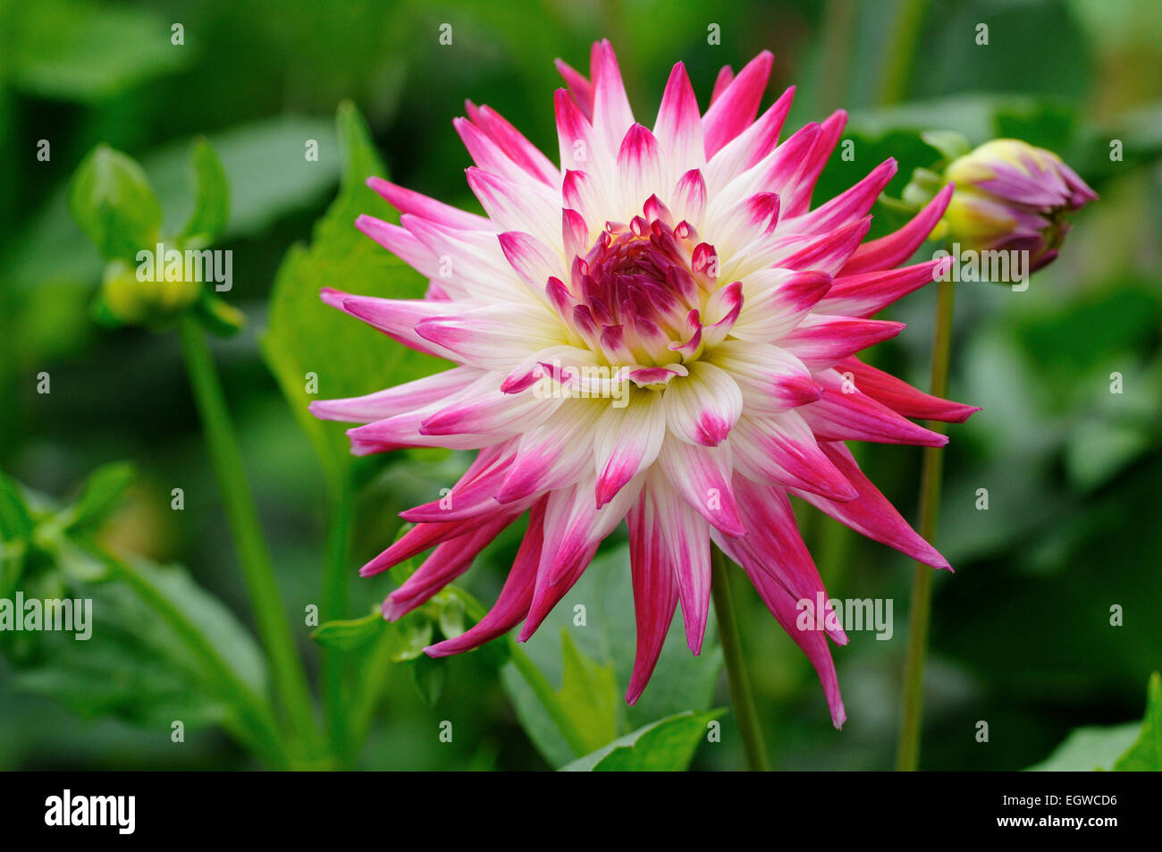 Dahlia (Dahlia), sorbetto varietà, fiore di testa, Renania settentrionale-Vestfalia, Germania Foto Stock