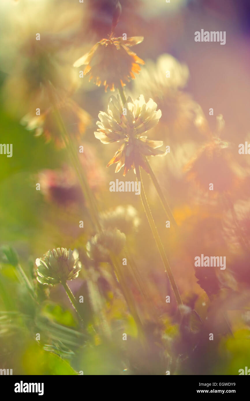 Fiori dell'annata Foto Stock