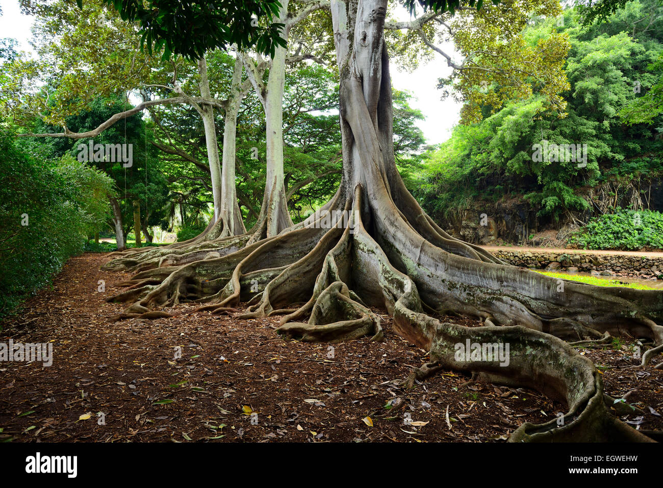 Nodose radici di alberi di Ficus in Nazionale Allerton Tropicale Giardino Botanico entro Lawa io Valley, Kauai, Hawaii, STATI UNITI D'AMERICA Foto Stock