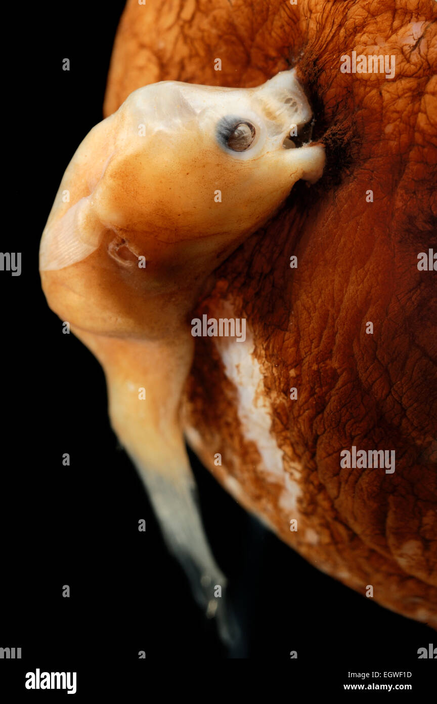 Netdevil illuminato (LInophyne arboritera), maschio della rana pescatrice, la foto è stata scattata in collaborazione con il Museo di Zoologia dell'Università di Amburgo [dimensioni dell unico organismo: 3 cm] | Teufelsangler (LInophyne arboritera), männlicher Tiefsee-Anglerfisch, das bild entstand in Zusammenarbeit mit dem Zoologischen Museum di Amburgo (ZMH); ZMH 109472 (ISH 2736-1971); 16.04.1971; 23°12'W,14°5'N; indagine strascico Walther Herwig, 494/71, MT 1600; 1900 m; det. Bertelsen Foto Stock