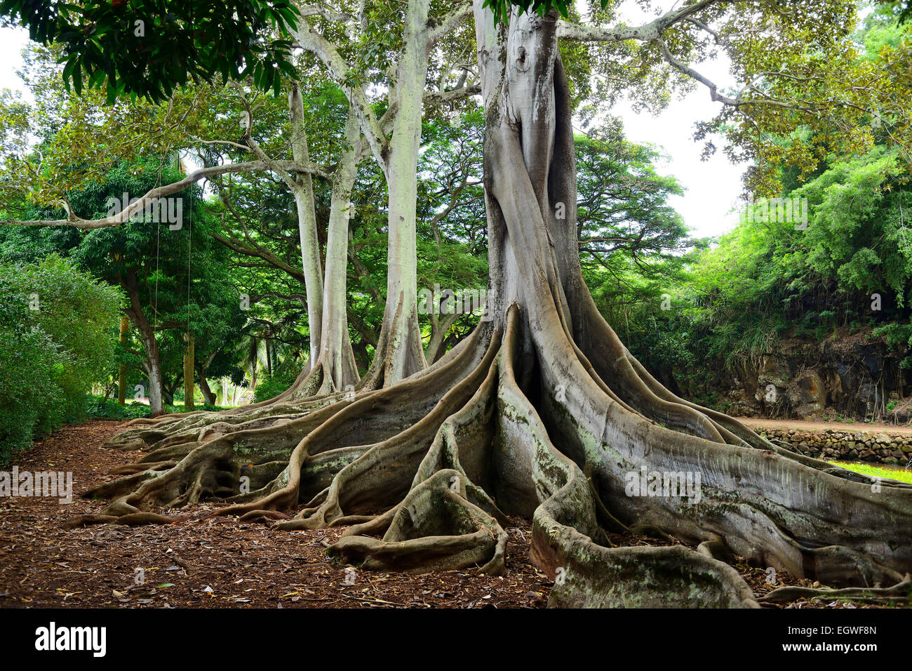 Nodose radici di alberi di Ficus in Nazionale Allerton Tropicale Giardino Botanico entro Lawa io Valley, Kauai, Hawaii, STATI UNITI D'AMERICA Foto Stock