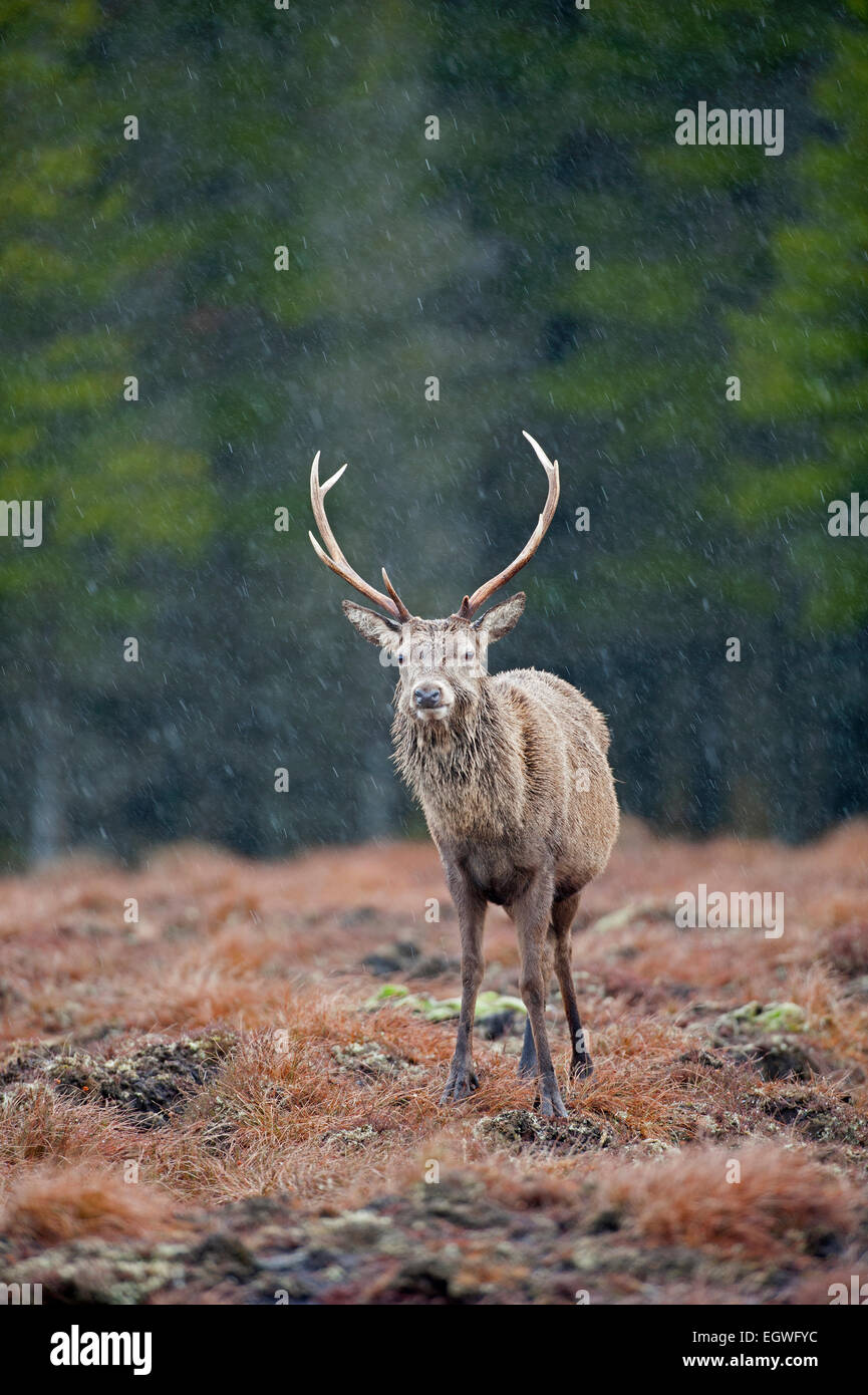 Red Deer Stags gestito su un altopiano Scozzese station wagon come una fonte di reddito e di occupazione. SCO 9594. Foto Stock