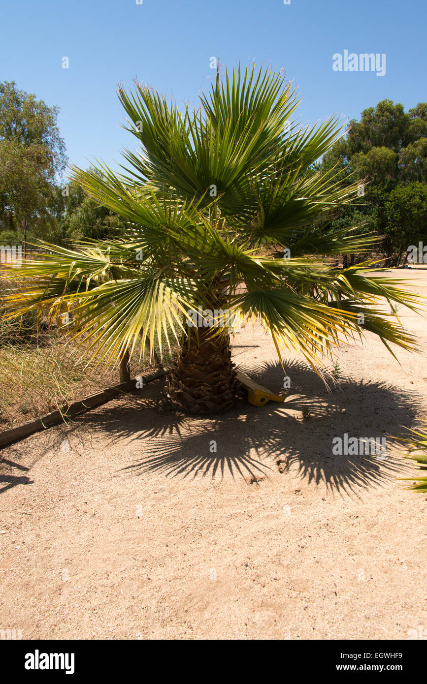 Palme cileno su un Sud America ranch vicino a puro Caballo centro Cile Foto Stock