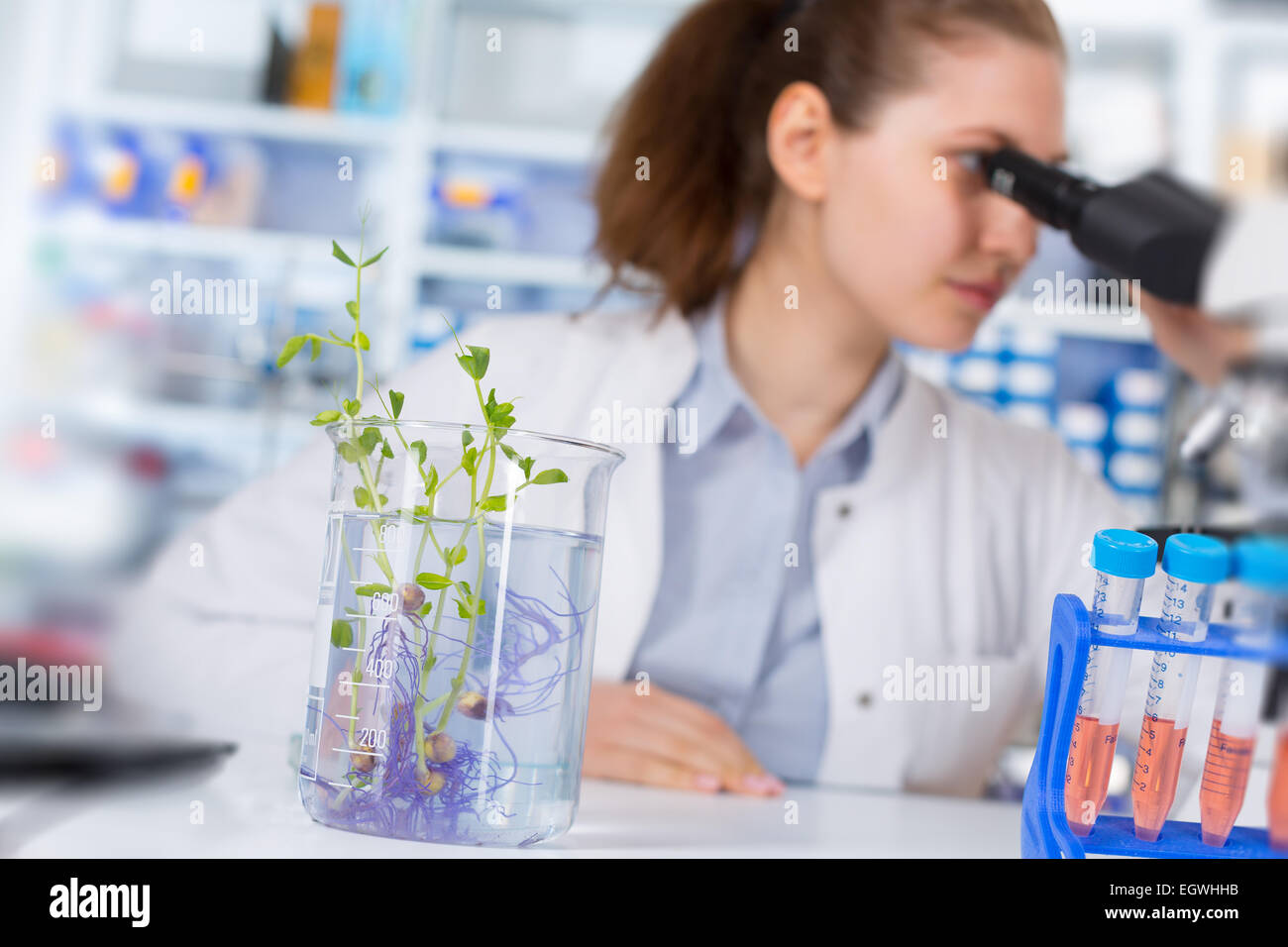 La donna nel laboratorio di genetica vegetale Foto Stock