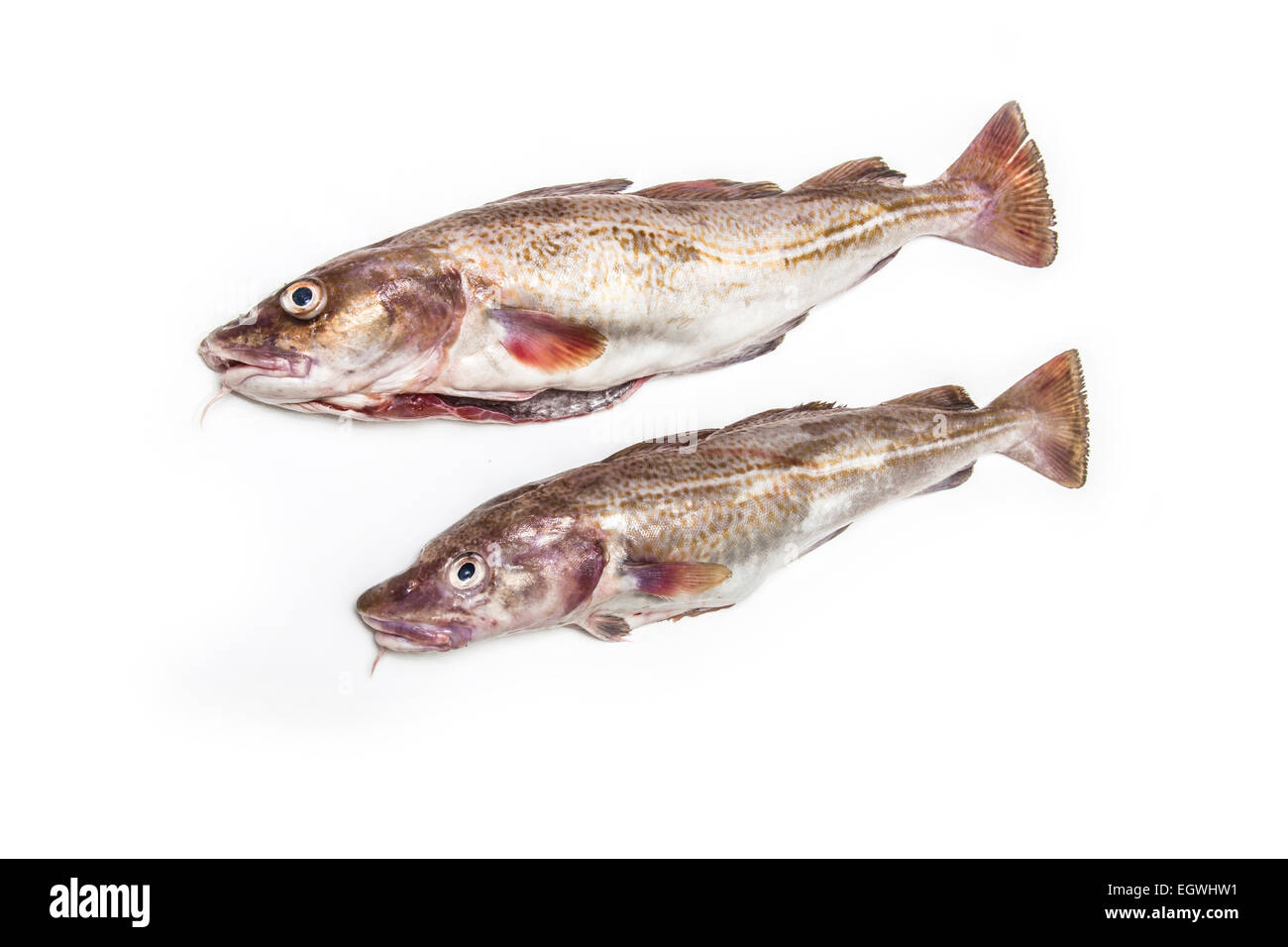 Intero crudo di merluzzo bianco (Gadus morhua) pesci, isolato su una bianca di sfondo per studio. Foto Stock