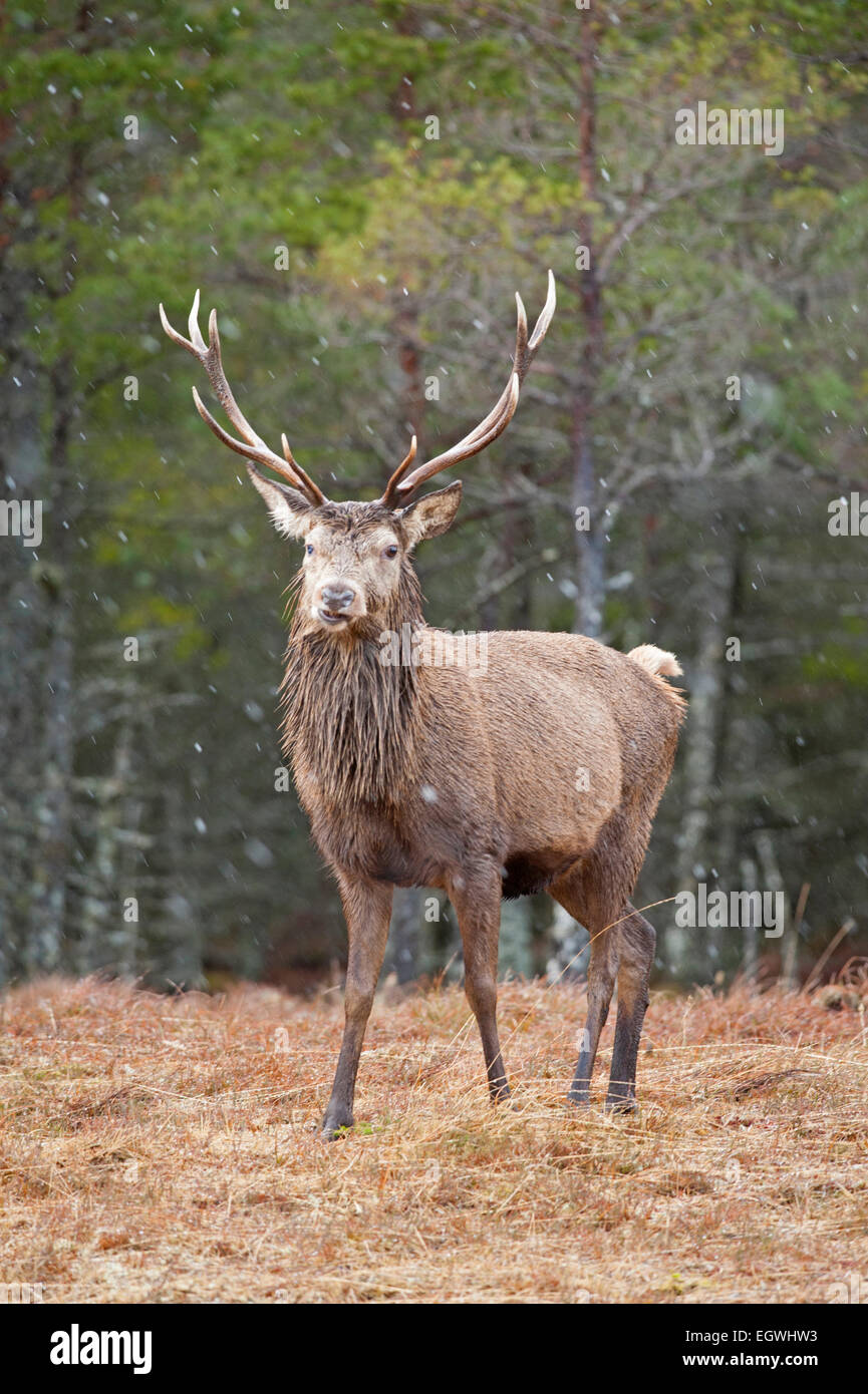 Wild Red Deer un importante fonte di entrate per Scottish Highland tenute private, SCO 9614 Foto Stock