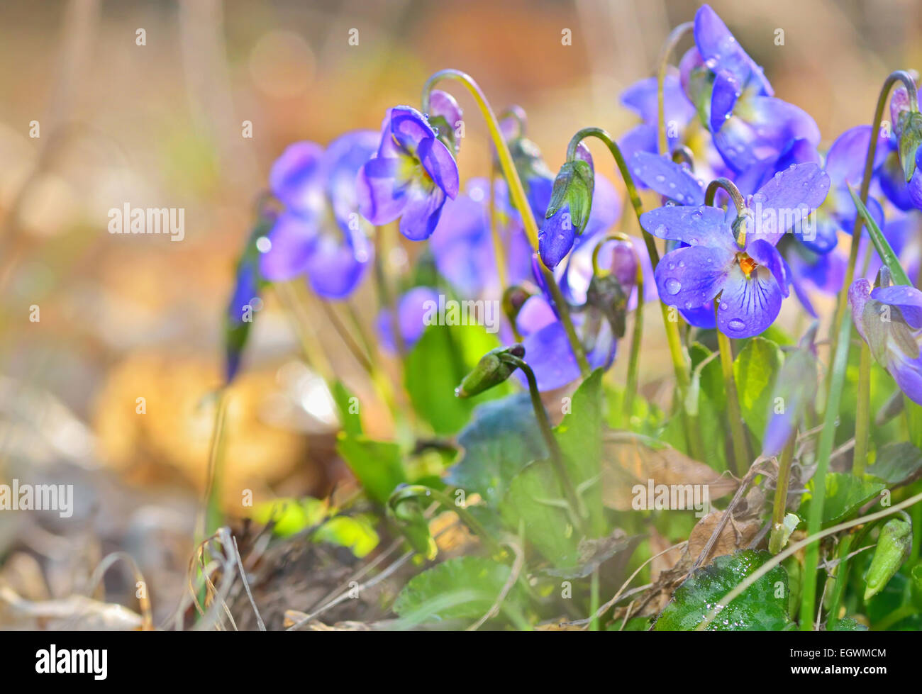 La molla fiori viola e gocce di acqua Foto Stock