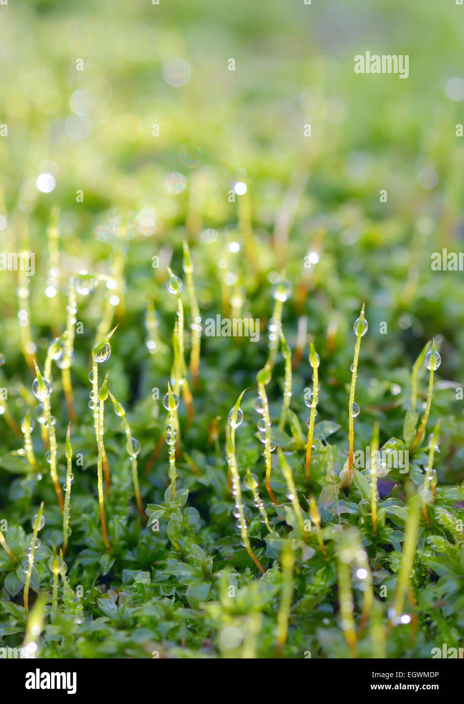 Fresco di erba verde con gocce d'acqua Foto Stock