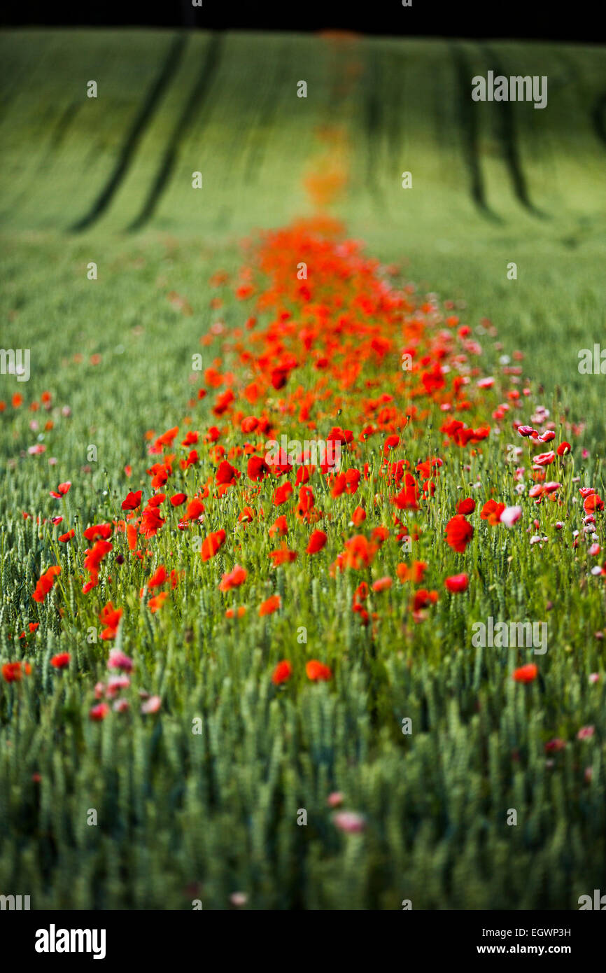 Un campo di papavero in Baja Sardinia, vicino Kinver, Kidderminster & Cookley, Worcestershire nel Regno Unito Foto Stock