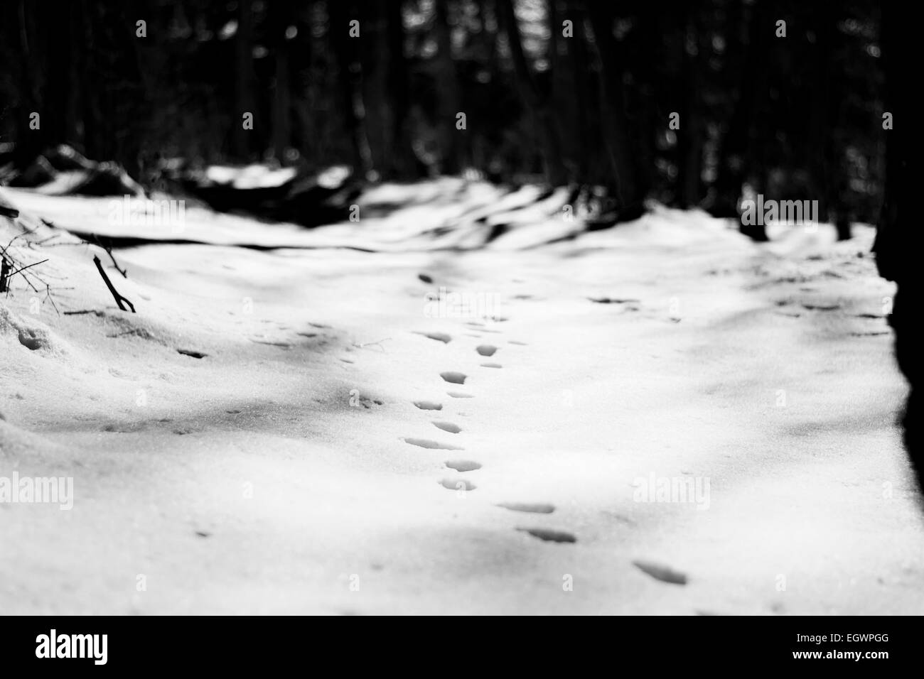 Orme nella neve nella foresta Foto Stock