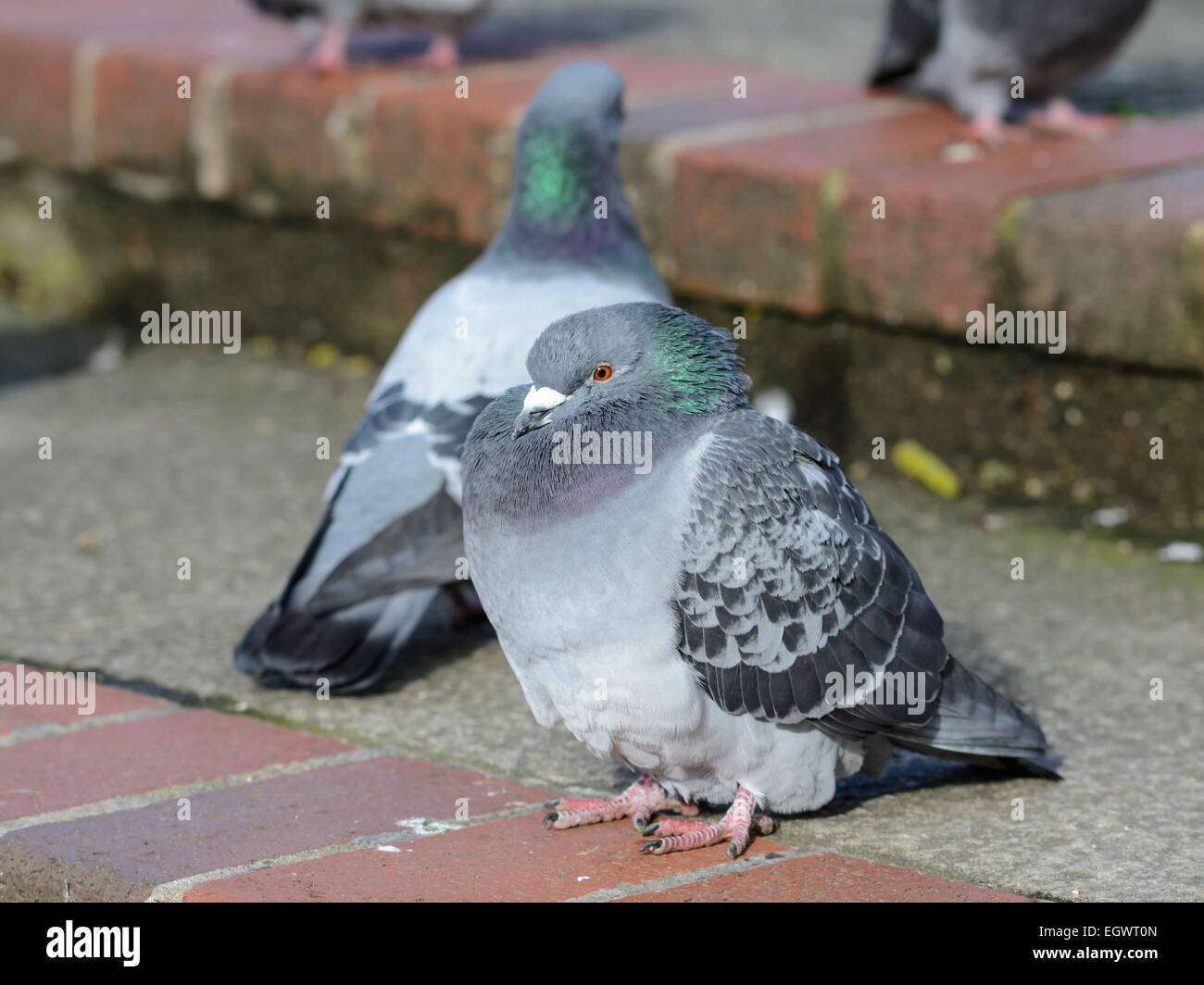 In sovrappeso piccioni selvatici (Columba livia domestica) su gradini. AKA Piccione di Città, Città Piccione, piccioni domestici, Piccione comune. Nel West Sussex, in Inghilterra, Regno Unito. Foto Stock In sovrappeso piccioni selvatici (Columba livia domestica) su gradini. AKA Piccione di Città, Città Piccione, piccioni domestici, Piccione comune. Nel West Sussex, in Inghilterra, Regno Unito. Foto Stock