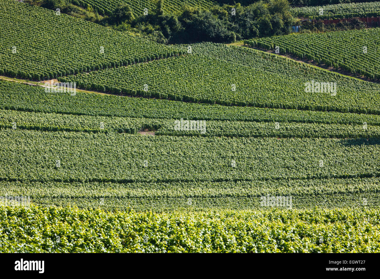 Vigneti nella regione di Champagne, Francia, Europa Foto Stock