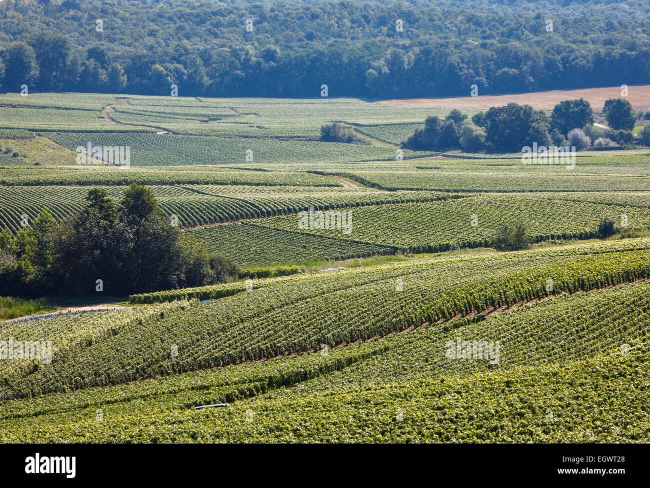 Vigneto, regione di Champagne, Francia, Europa in estate Foto Stock