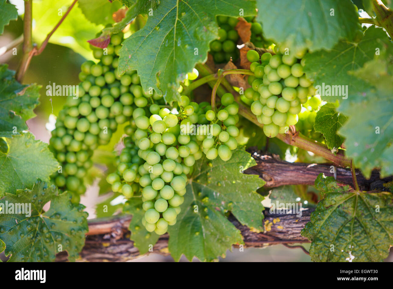 Bianco di uve Champagne sulla coltivazione della vite nella regione di Champagne, Francia, Europa in estate Foto Stock