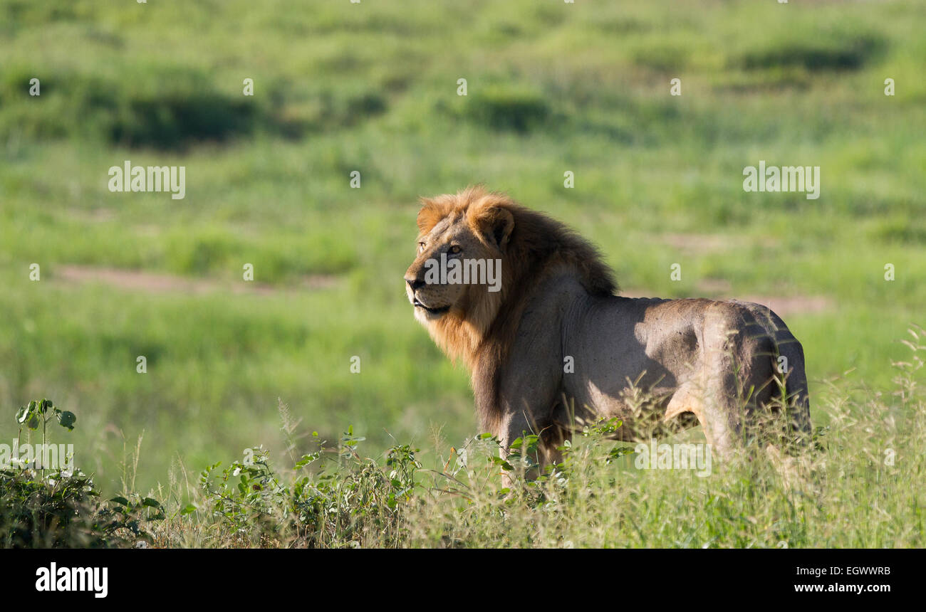 Un grosso maschio di leone guarda per il resto dell'orgoglio Foto Stock