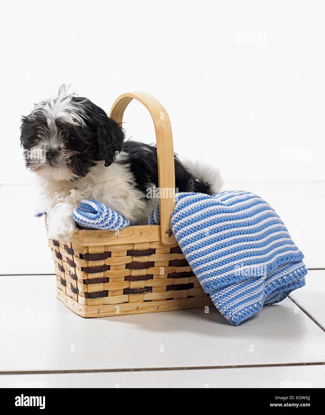 Cucciolo seduto su una coperta in un cestello Foto Stock