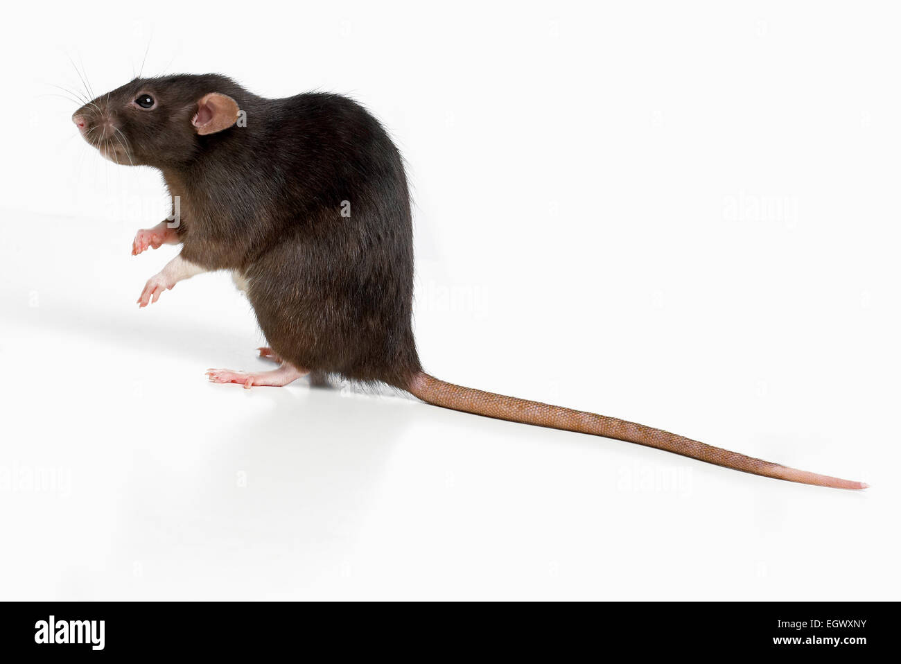 Dumbo rat, pet rat Foto Stock