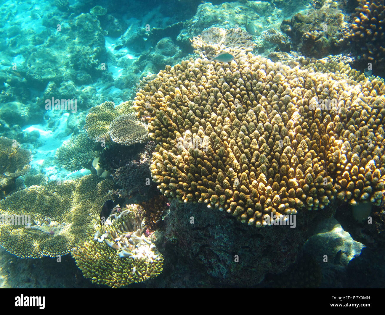 Peacock castagnole( Pomacentrus pavo) e nero Gregories nuotare nel corso di una barriera corallina alle Maldive Foto Stock