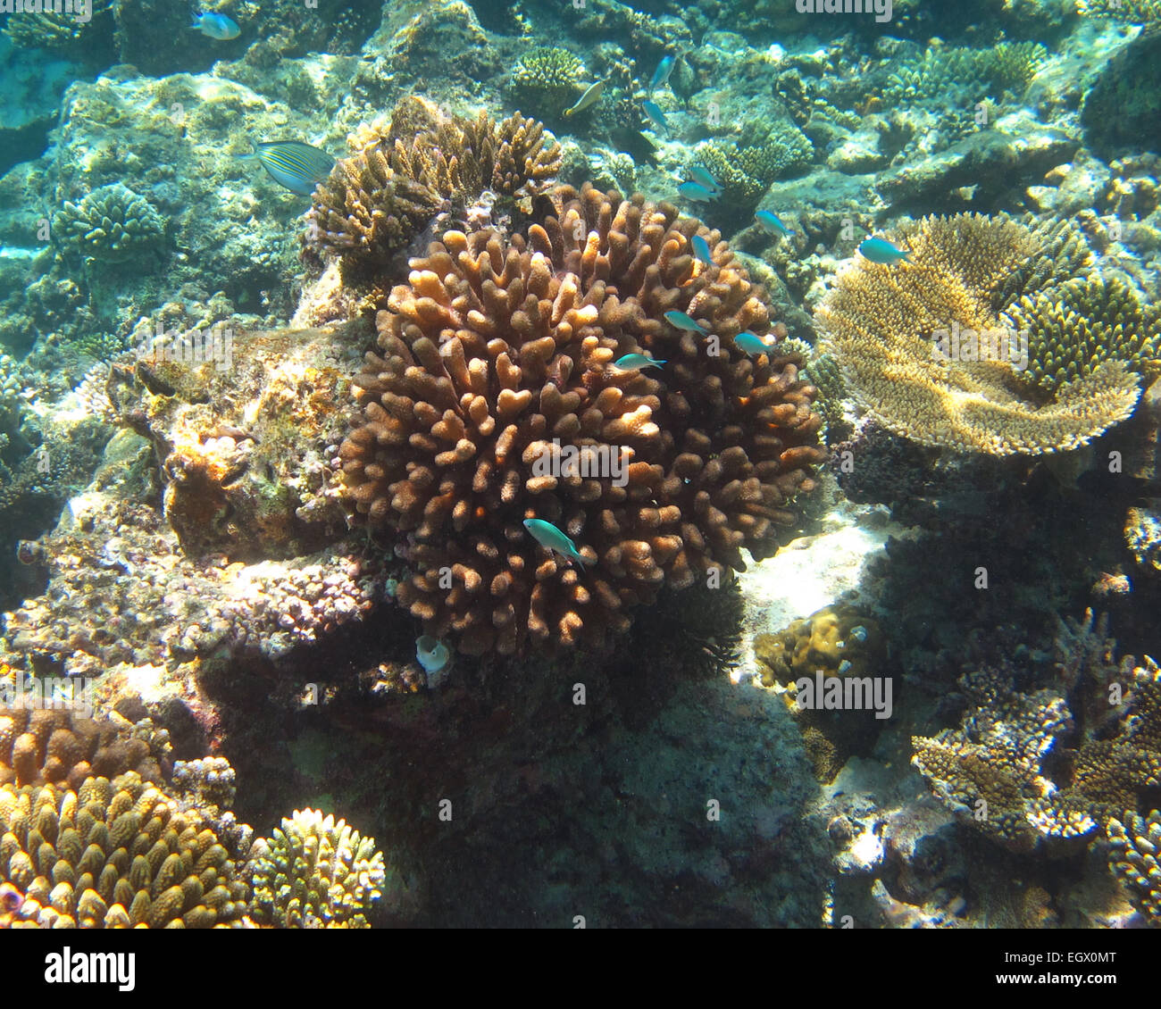 Peacock castagnole nuotare nel corso di una barriera corallina alle Maldive Foto Stock