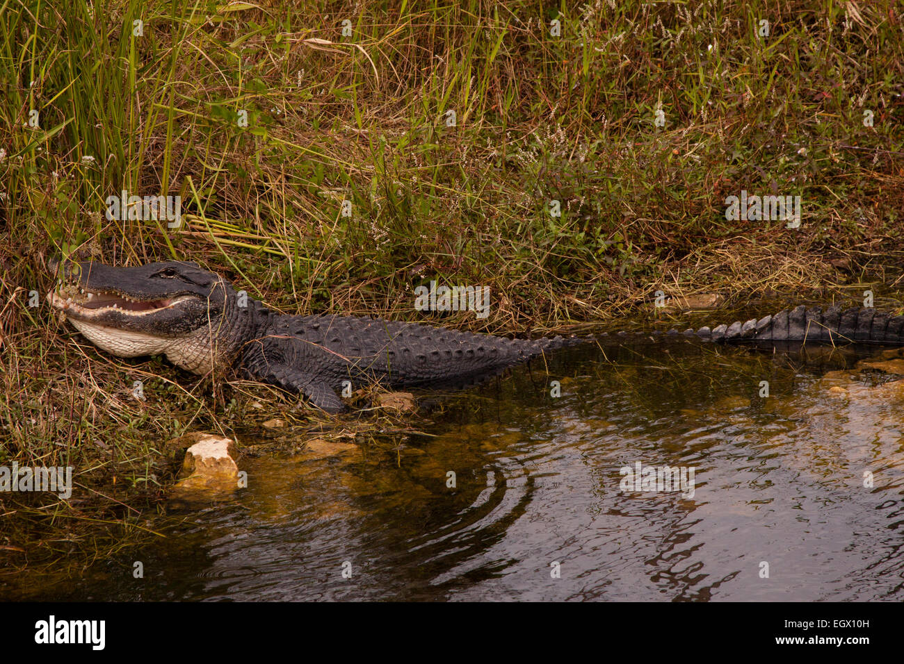Alligatore in Everglades National Park, Florida Foto Stock