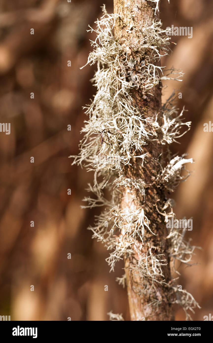 La renna Ramalina farinacea fruticose licheni e muschi crescente tra foliose licheni sulla vita di corteccia di quercia tronco di albero Foto Stock