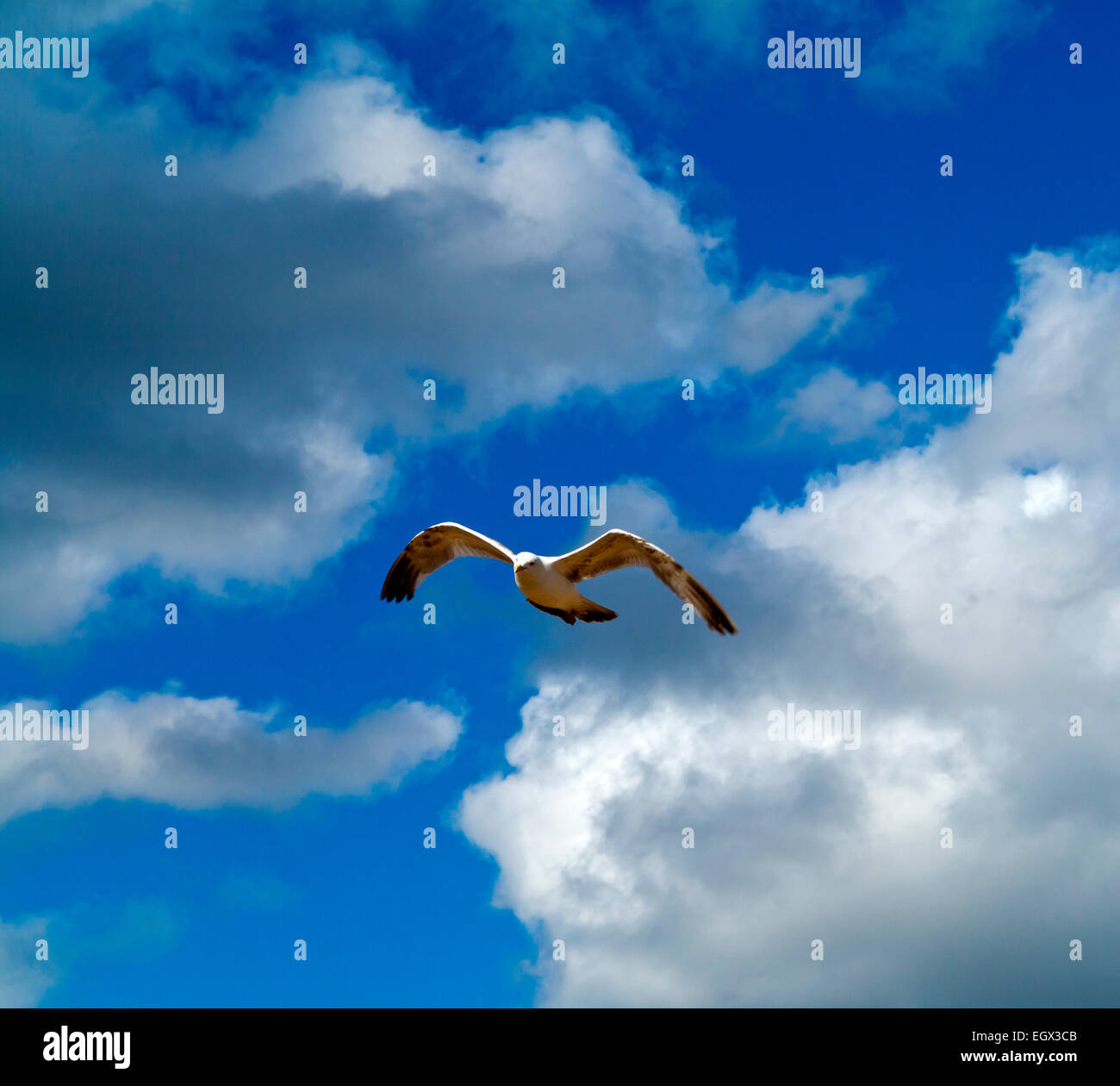 Seagull in volo con il cielo blu e bianchi e soffici nuvole dietro Foto Stock