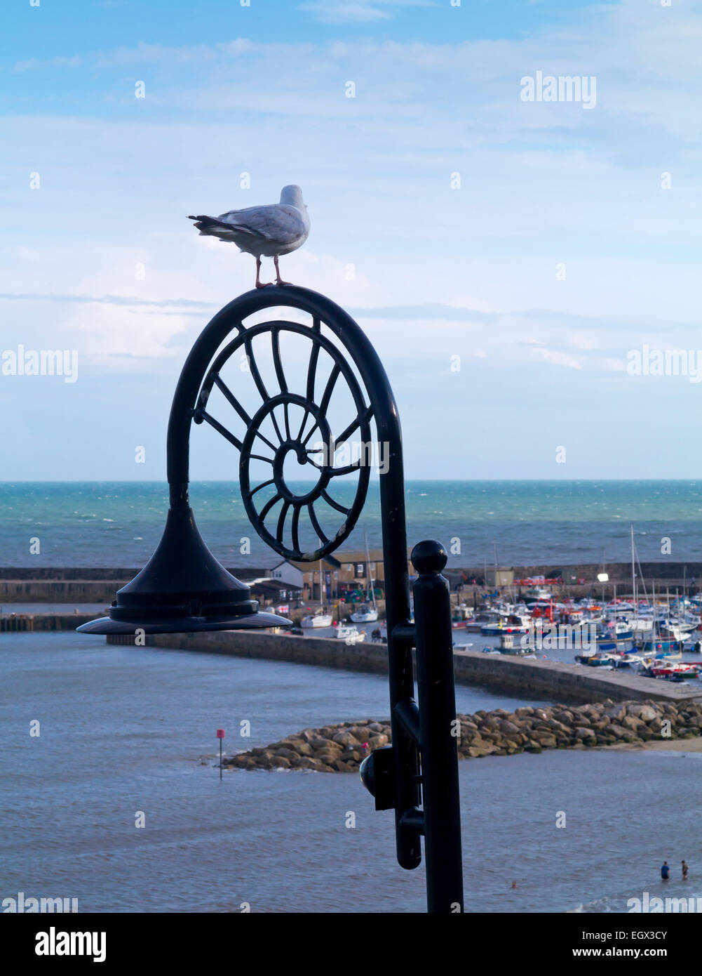 Seagull poggiante sulla lampada posta a Lyme Regis una località balneare sulla costa sud-ovest dell'Inghilterra, Regno Unito Foto Stock