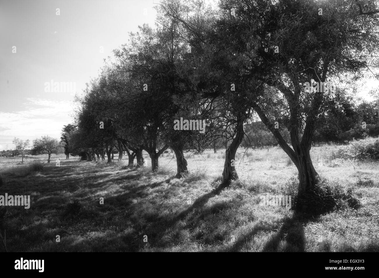 Alberi di olivo in Sicilia Foto Stock