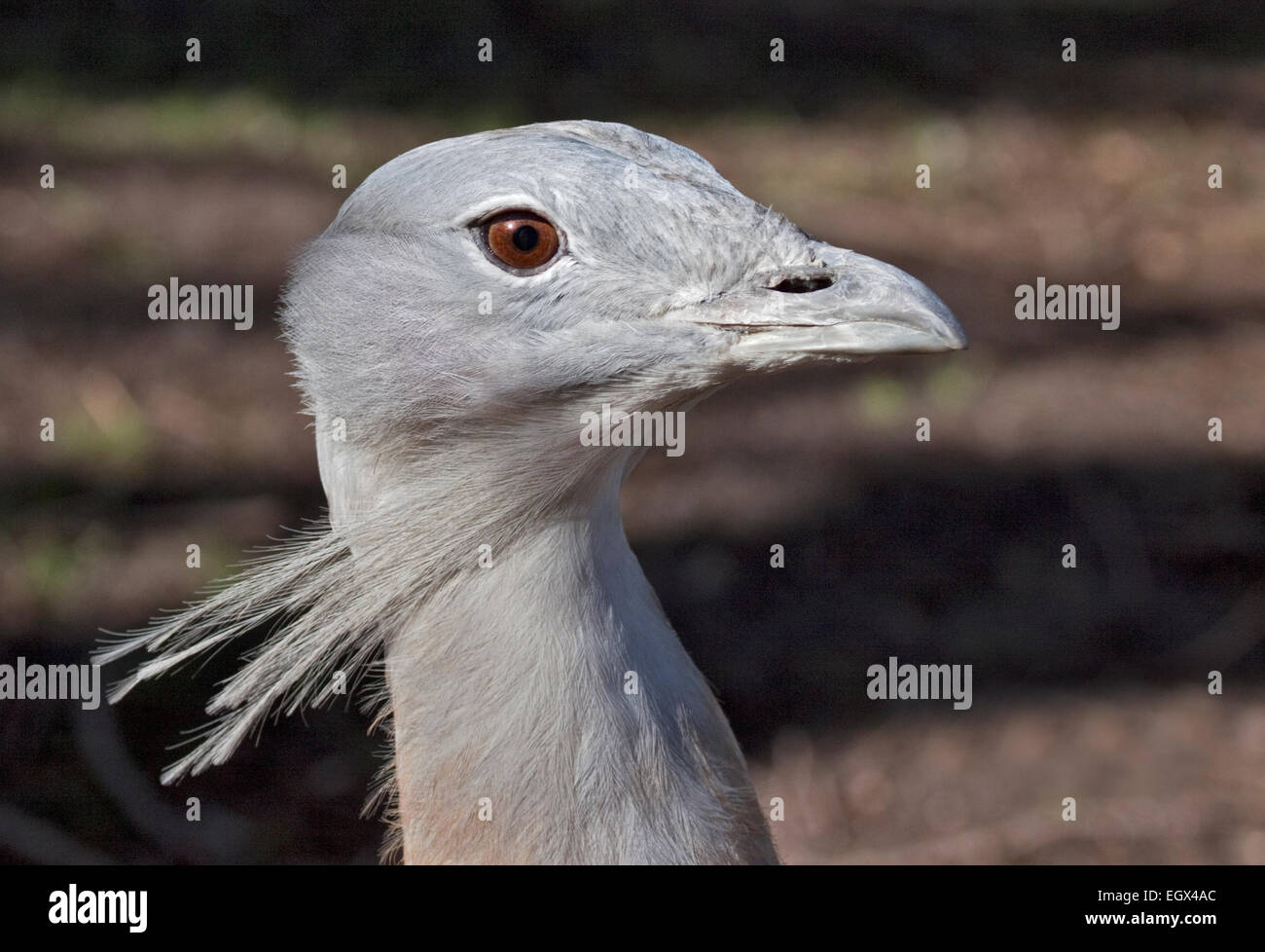 Grande (Bustard otis tarda) maschio Foto Stock