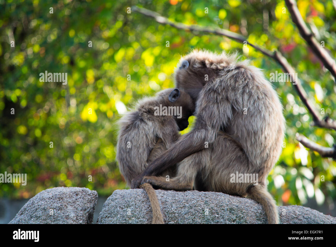 2 scimmie, una madre e il suo bambino seduti insieme e coccole Foto Stock