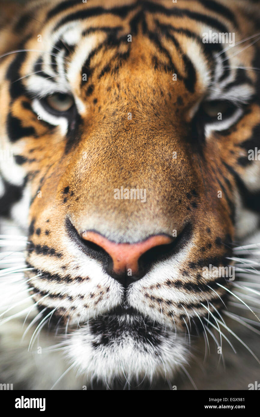 Close-up verticale di una tigre. Foto Stock