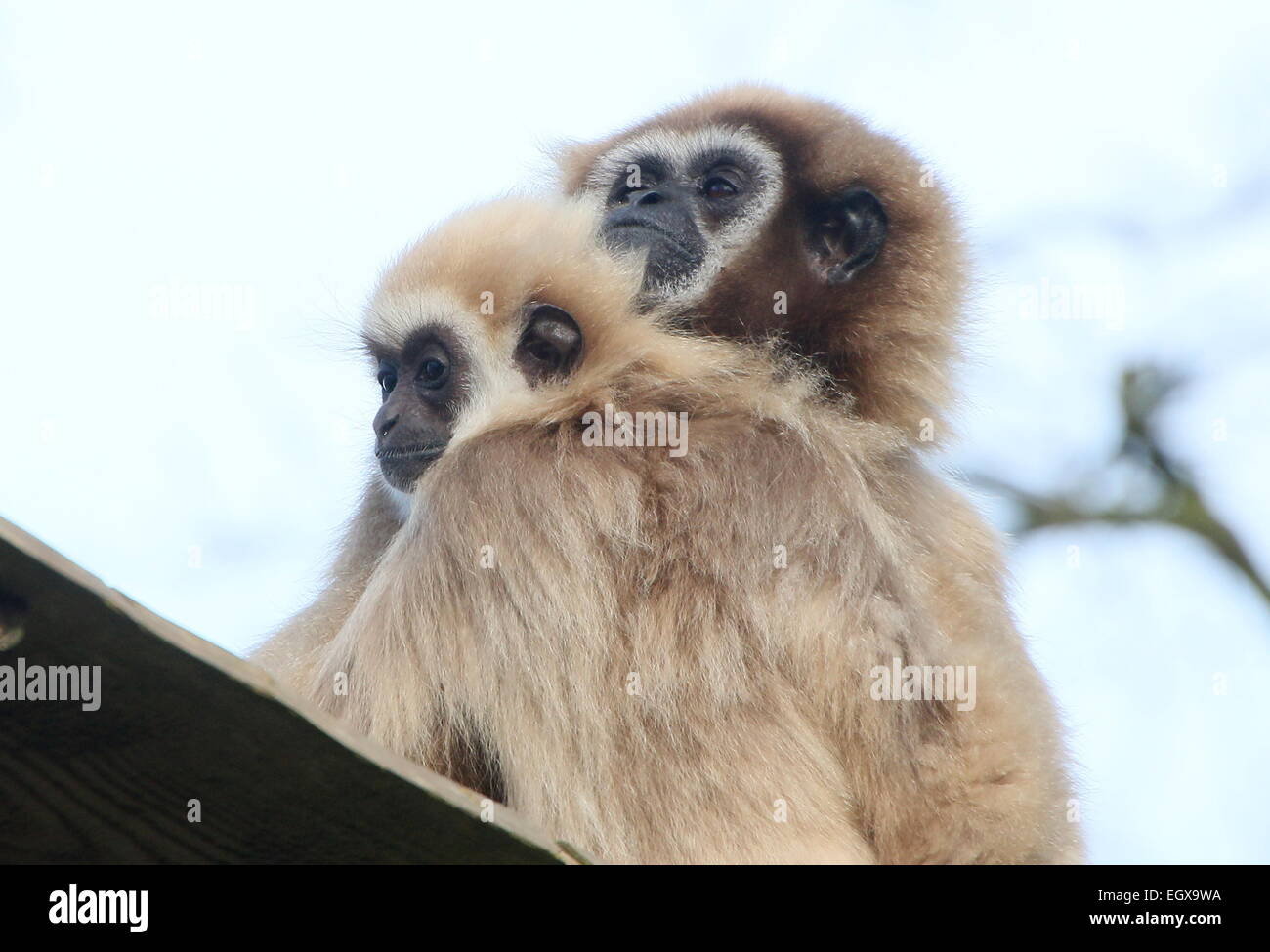 Asian Lar Gibbons o White-Handed gibbons (Hylobates lar), la madre e il bambino a zoo Emmen, Paesi Bassi Foto Stock