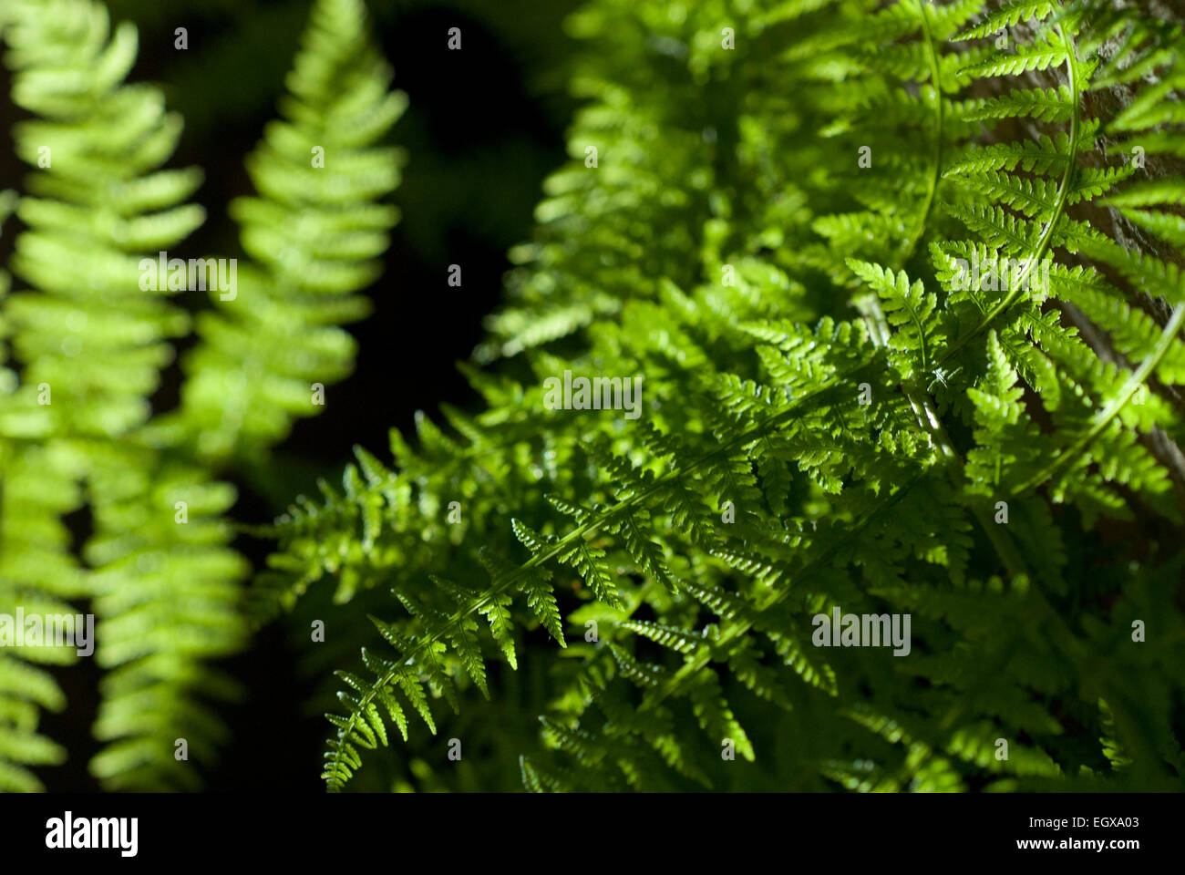 Verde foglia di felce con sfondo scuro Patterns natura. Nero e verde Foto Stock