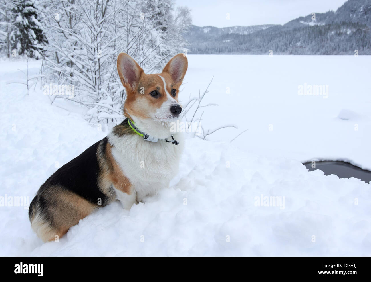 Welsh Corgi Pembroke nella neve Foto Stock