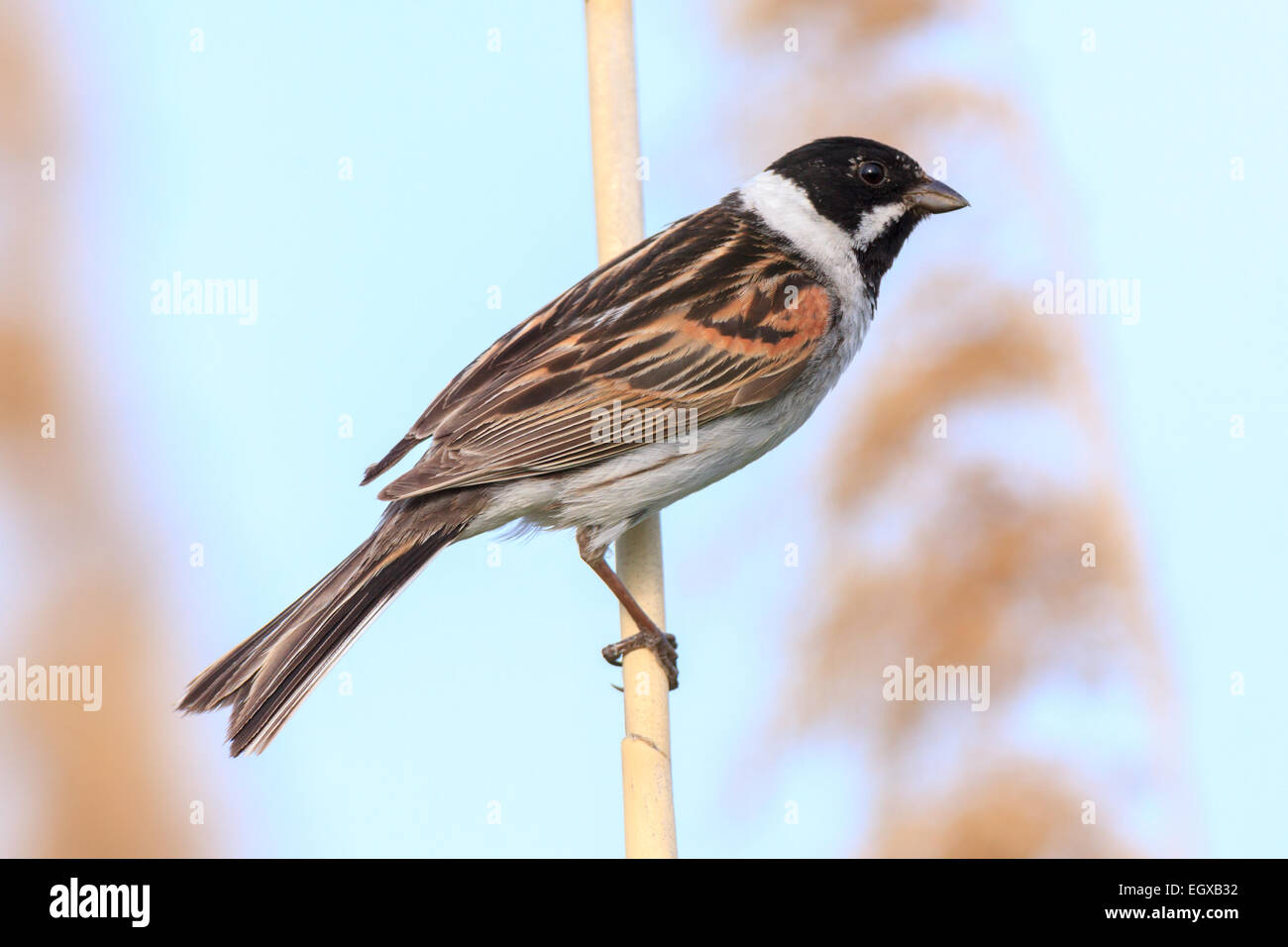 Reed Bunting (Emberiza schoeniclus, Schoeniclus schoeniclus). La Russia. Foto Stock