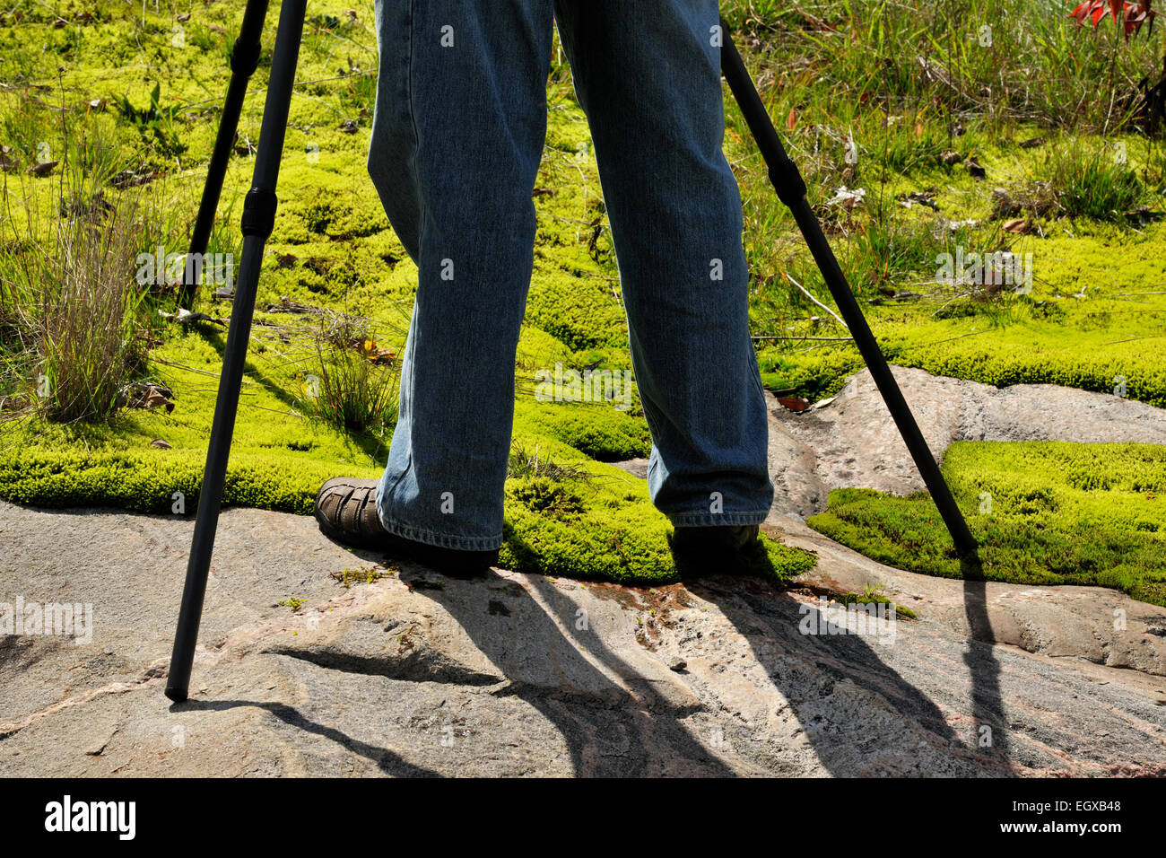 Fotografo con treppiede in rocce e letti di moss Rosseau Ontario Canada Foto Stock