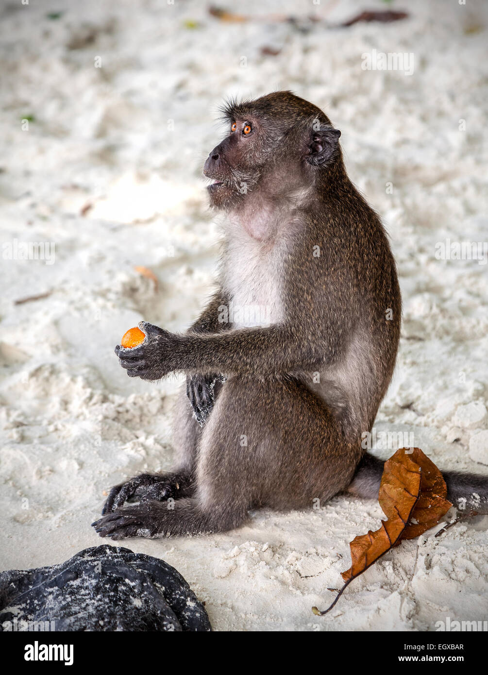 Seduta di scimmia con frutta su una spiaggia. Foto Stock