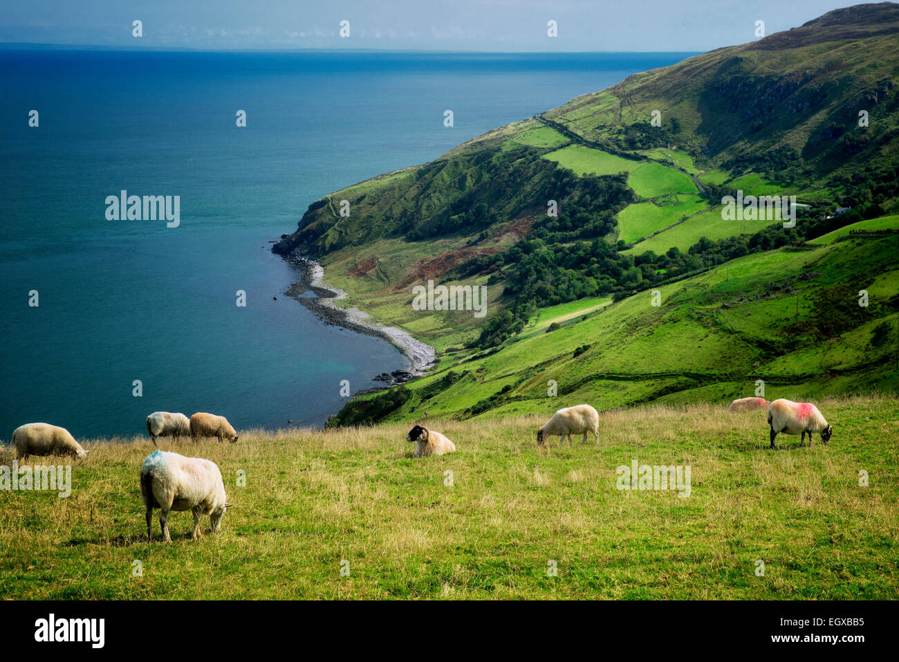 Vista dal Torr testa con pecore al pascolo. Costa di Antrim, Irlanda del Nord Foto Stock