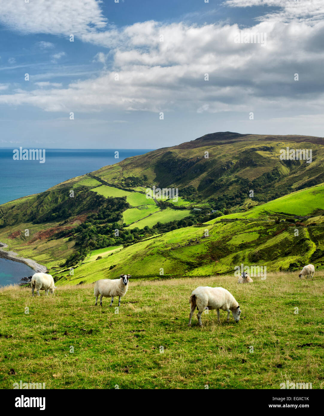 Vista dal Torr testa con pecore al pascolo. Costa di Antrim, Irlanda del Nord Foto Stock