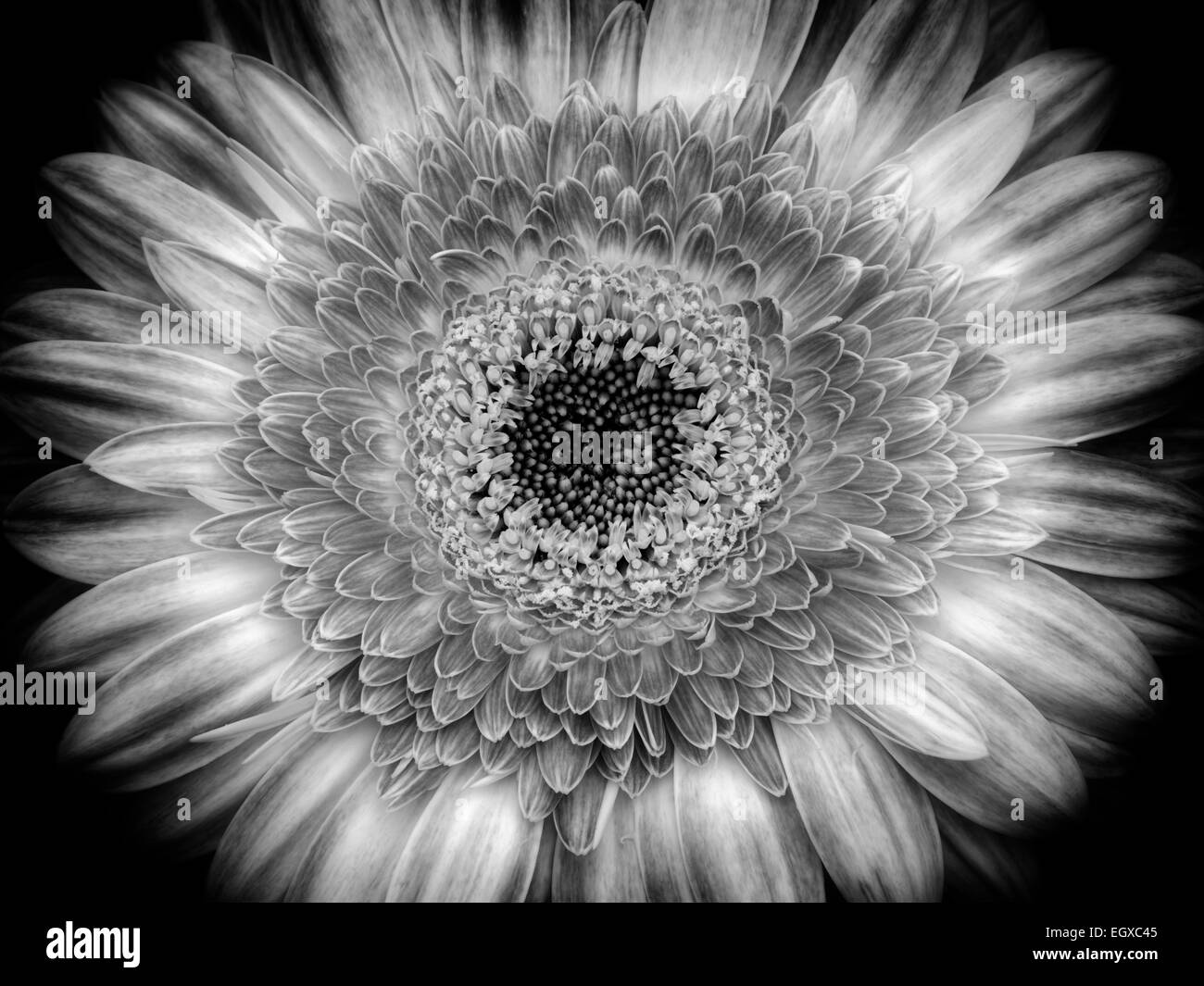 Close up di Gerbera fiore Foto Stock